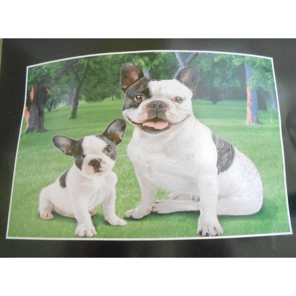 New Soft Cute French Bulldog Fleece Throw Gift Blanket Breed Dog Puppy Sitting - Picture 3 of 4
